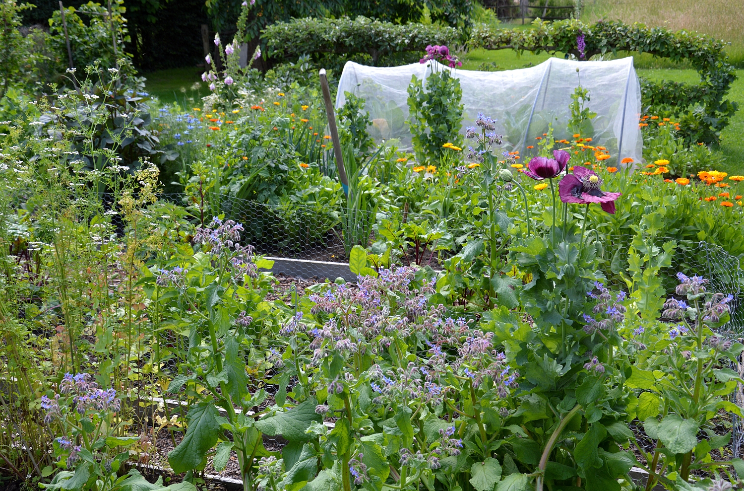 Reproduceren leveren Uitleg Bloemen? Een must in de moestuin (Libelle) | blog | Laurence Machiels - Journalist Reproduceren leveren Uitleg Bloemen? Een must in de moestuin (Libelle) | blog | Laurence Machiels - Journalist