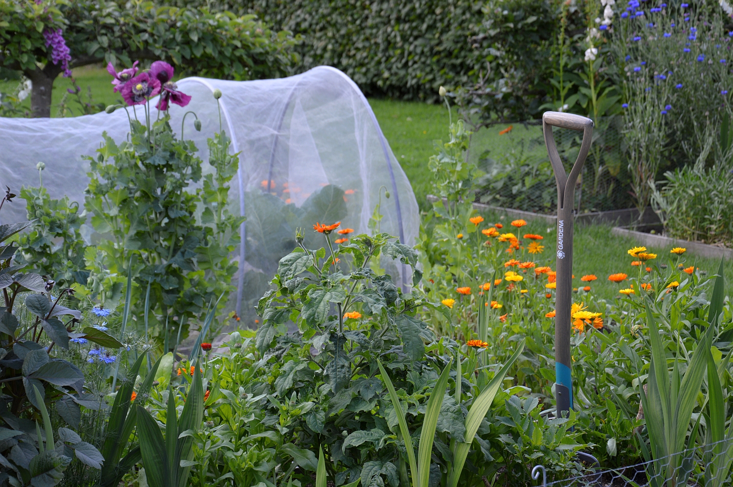 Stadium voorspelling Aarde Bloemen? Een must in de moestuin (Libelle) | blog | Laurence Machiels -  Journalist