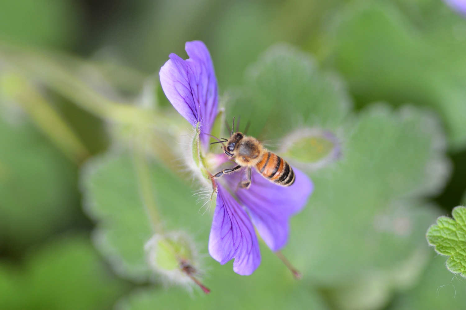 Transplanteren Ontwapening Onaangeroerd De beste bloemen voor bijen (Libelle) | blog | Laurence Machiels -  Journalist