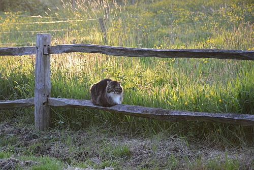 volwassene tempel afdeling Als poes even niet welkom is | blog | Laurence Machiels - Journalist