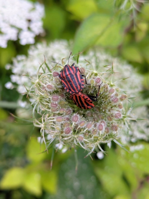 Valentijn in de tuin: Cupido zit tussen de struiken