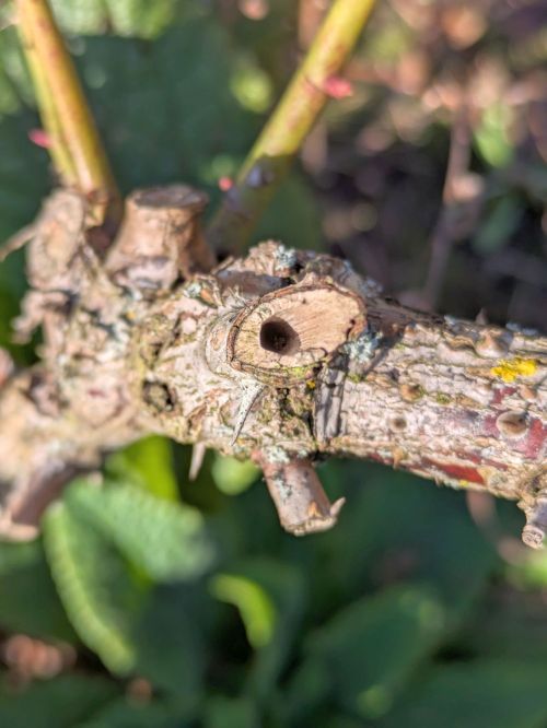 De grootste snoeifout bij rozen (die bijna iedereen maakt)