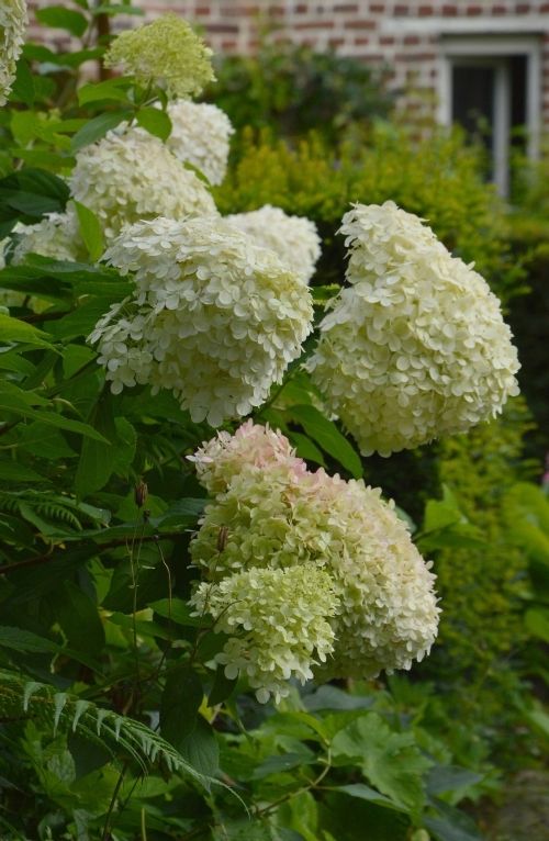 dsc-0018-hortensia-struik-zonder-zorgen-dexc-website-limelight.jpg