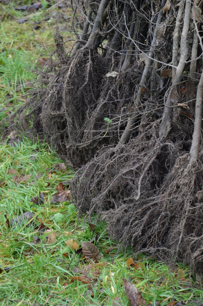 dsc-0040-boom-planten-blote-wortel-ig.jpg