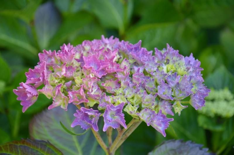 dsc-0078-hydrangea-igx.jpg