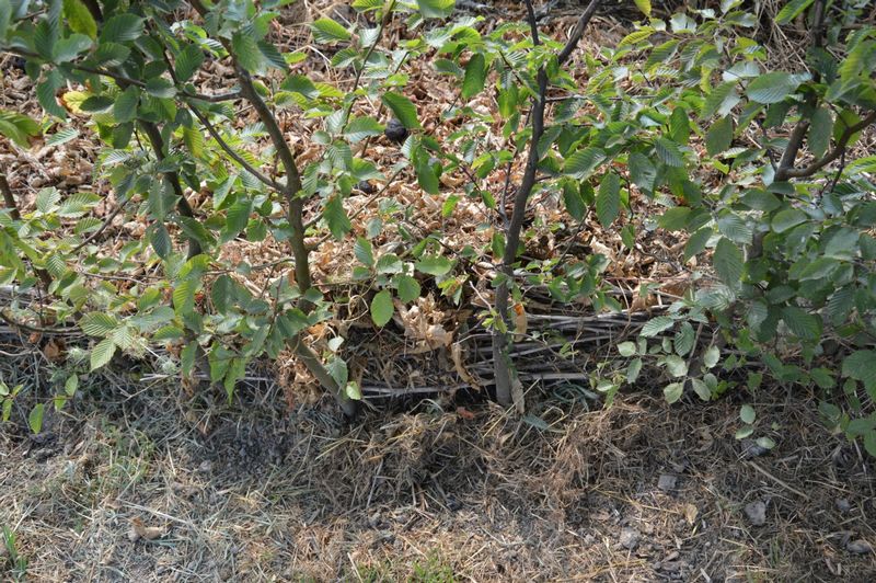 dsc-0302-haag-haagbeuk-droogte-mulch-ig.jpg