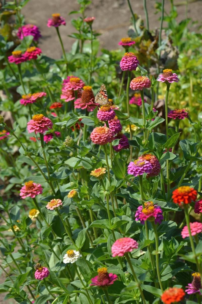 dsc-0344-zinnia-pluktuin-ig.jpg