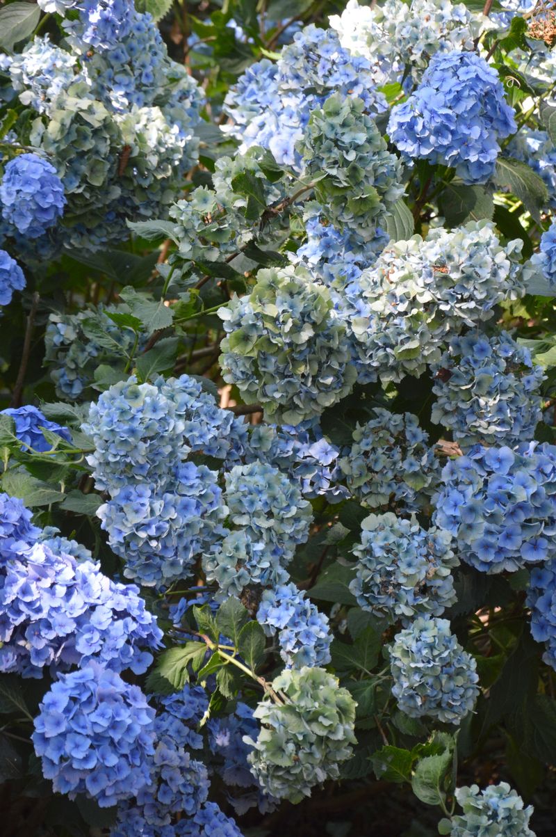 dsc-0356-blauwe-hortensia-ig.jpg