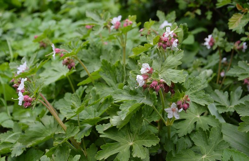 dsc-0362-geranium-macrorrh-fb.jpg