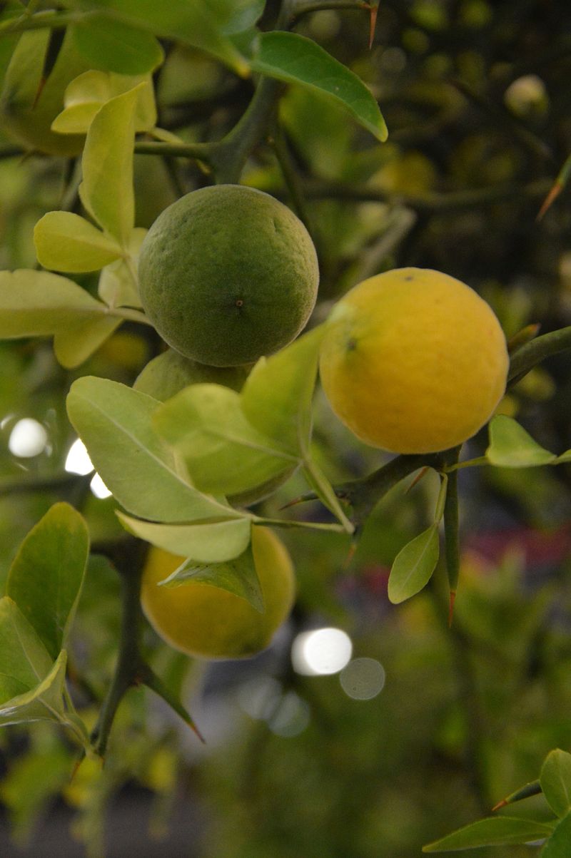 dsc-0394-poncirus-citrus-trifoliata-ig.jpg