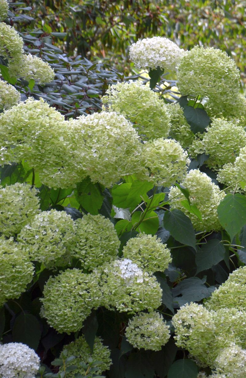 dsc-0395-hortensia-annabelle-ig.jpg