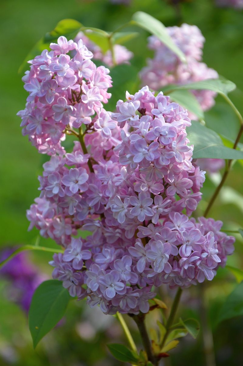 dsc-0439-syringa-sering-ig.jpg