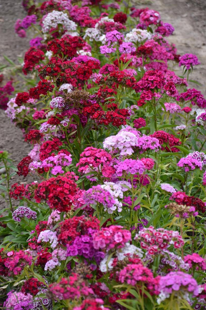 dsc-0440-dianthus-duizendschoon-ig.jpg