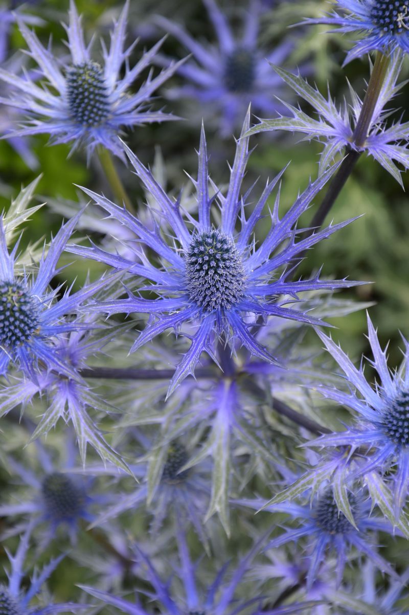 dsc-0485-eryngium-droogteplant-ig.jpg