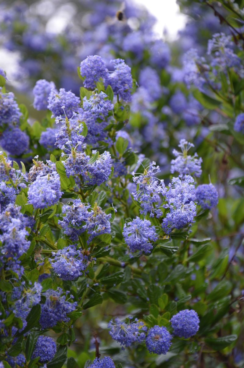 dsc-0640-ceanothus-ig.jpg