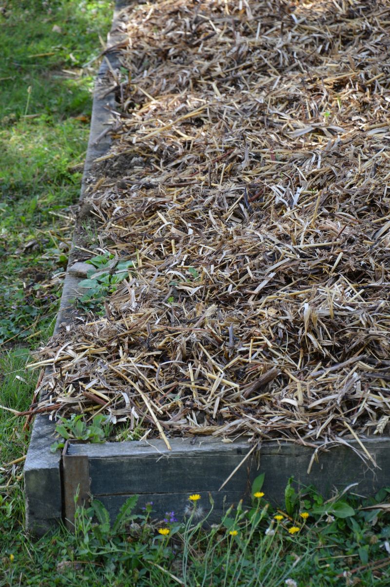 dsc-0724-mulch-ig.jpg