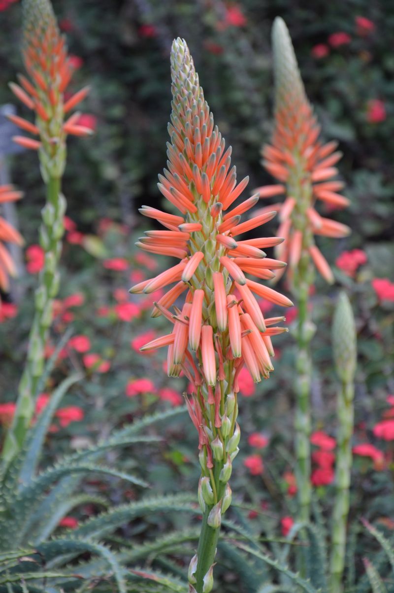 dsc-0873-aloe-x-spinosissima-vetplanten-ig.jpg
