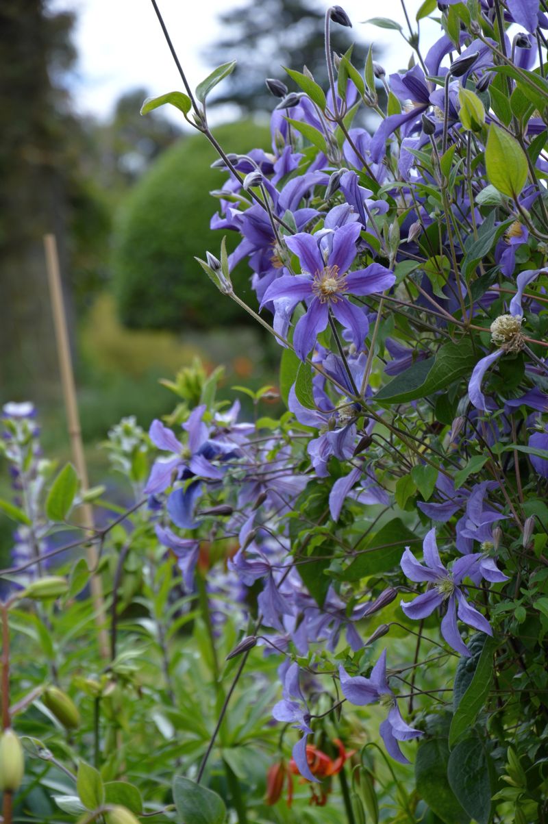 dsc-0883-clematis-ig.jpg