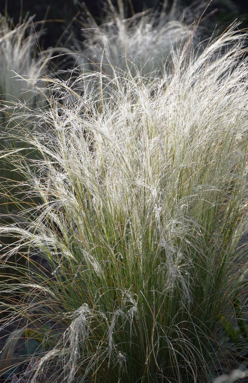 dsc-0929-stipa.jpg