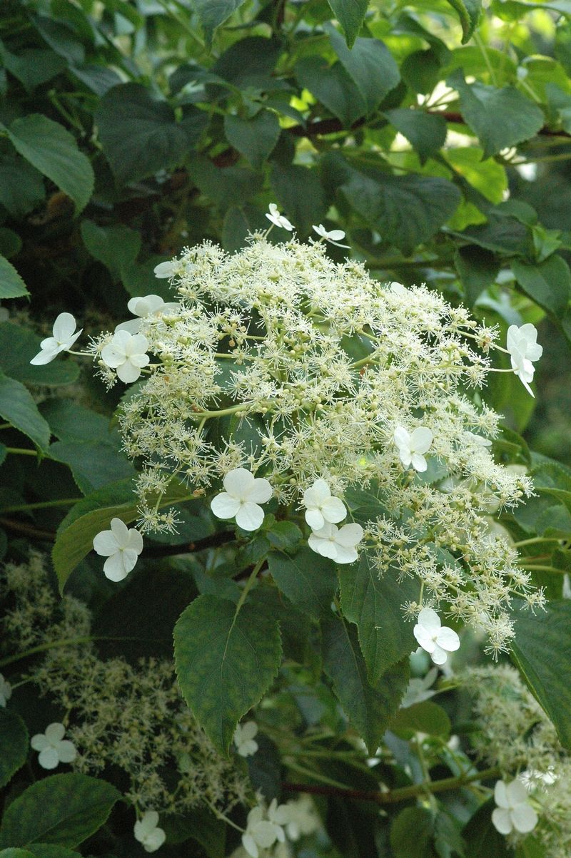 dsc-2345-klimhortensia-hydrangea-anomala-subsp.jpg