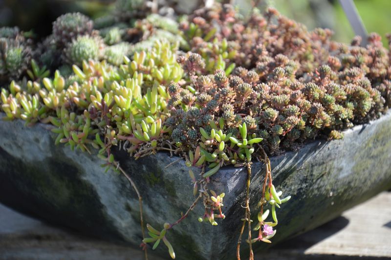 dsc-3121-vetplanten-sempervivum-ig.jpg