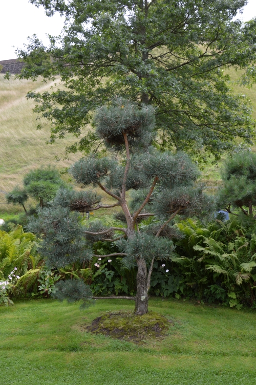 dsc-3141-pinus-den.jpg
