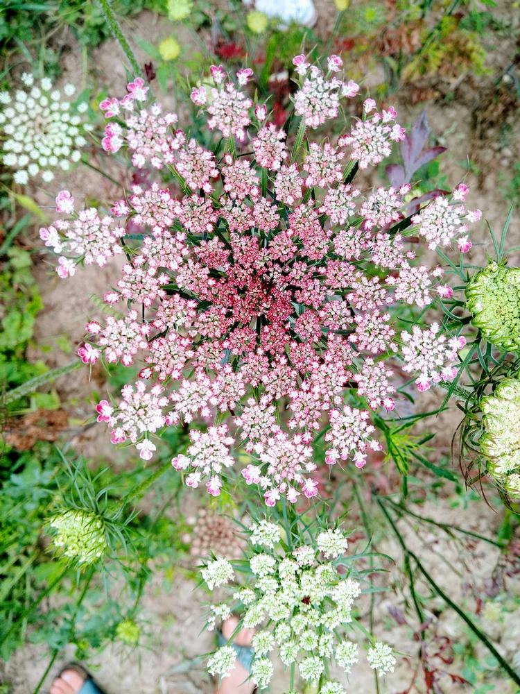 img-20190626-102850407-burst001-3-daucus-carotus-wilde-peen-roze-ig.jpg