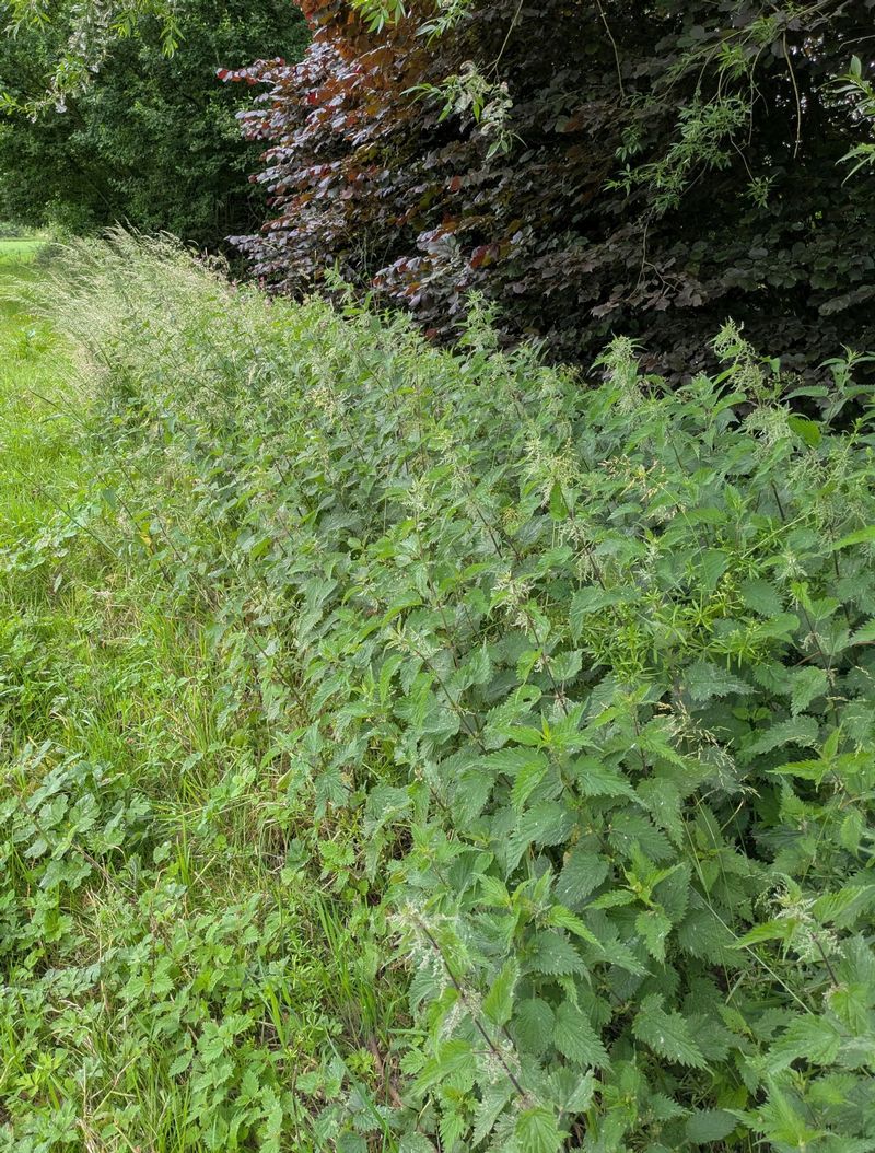 pxl-20250610-125727370-brandnetels-tweede-deel-beek-minder-interessant.jpg