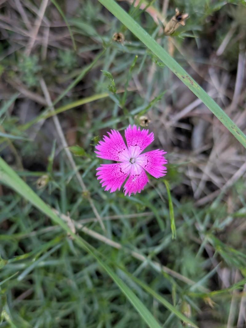pxl-20250917-162056828-dianthus-steenanjer-ig.jpg