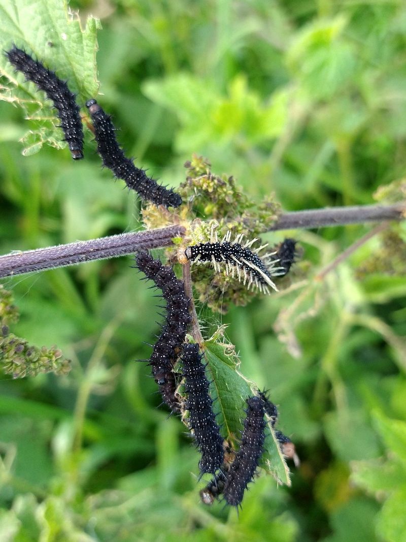 rupsen-dagpauwoog-brandnetel.jpg
